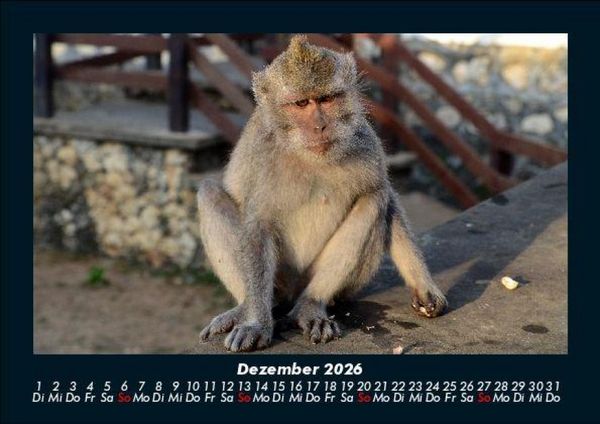 Produktbild: Zoobewohner 2026 Fotokalender DIN A5