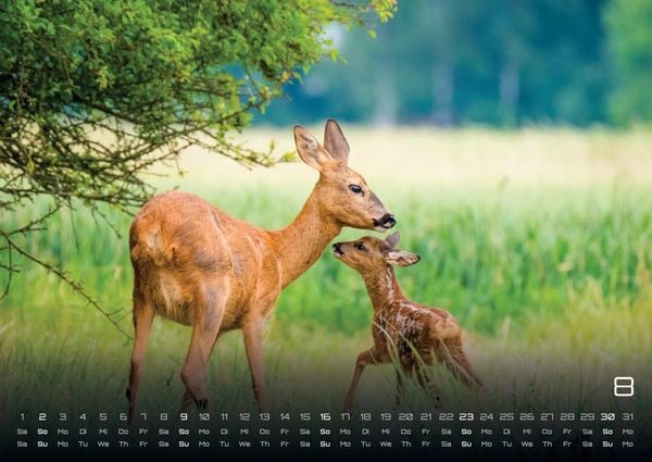 Produktbild: Waldtiere - Heimische Waldbewohner - Der Tierkalender - 2026 - Kalender DIN A2