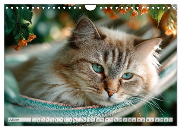Produktbild: Katzen - Jeder Moment ein Abenteuer (Wandkalender 2027 DIN A4 quer), CALVENDO Monatskalender
