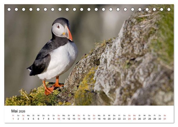 Produktbild: Papageitaucher: Puffin - Lundi - Fratercula arctica (Tischkalender 2026 DIN A5 quer), CALVENDO Monatskalender