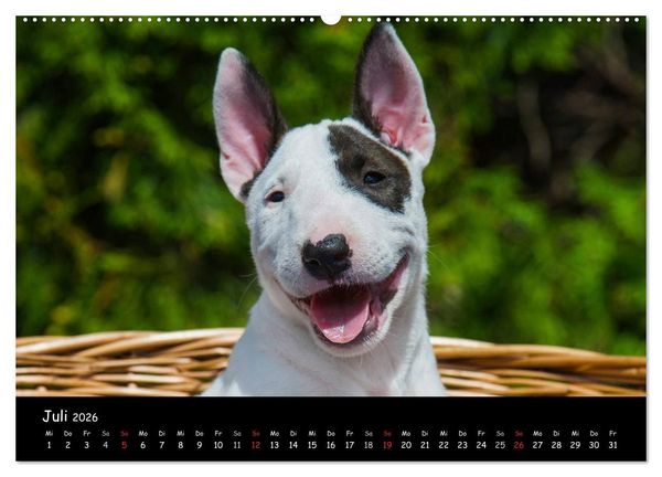 Produktbild: Bullterrier (Wandkalender 2026 DIN A2 quer), CALVENDO Monatskalender