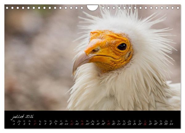 Produktbild: FACES DE RAPACES (Calendrier mural 2026 DIN A4 vertical), CALVENDO calendrier mensuel