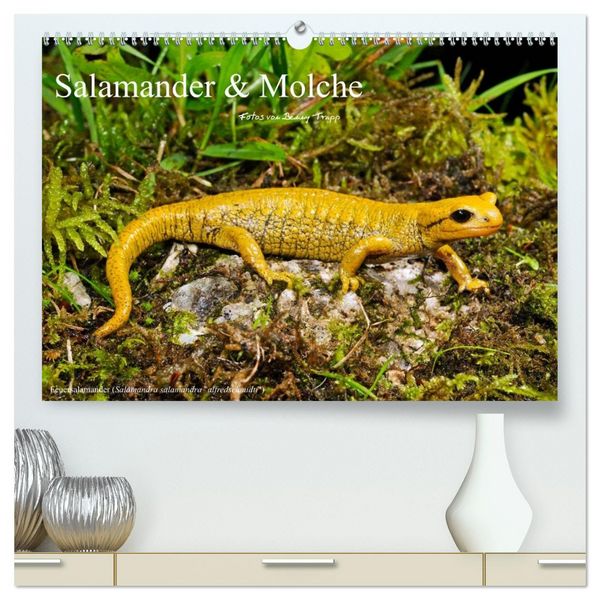 Salamander und Molche (hochwertiger Premium Wandkalender 2026 DIN A2 quer), Kunstdruck in Hochglanz