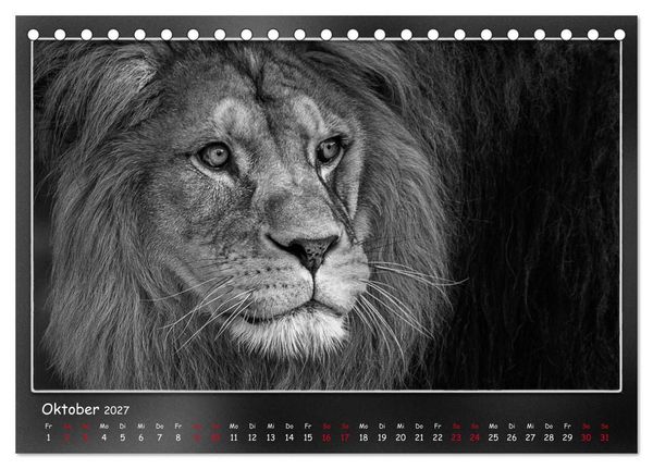 Produktbild: Tieren ins Gesicht geschaut (Tischkalender 2027 DIN A5 quer), CALVENDO Monatskalender