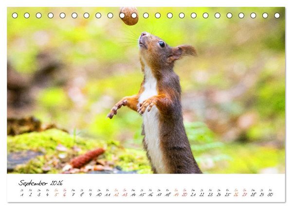 Produktbild: Die Schwarzwald-Eichh&ouml;rnchen (Tischkalender 2026 DIN A5 quer), CALVENDO Monatskalender