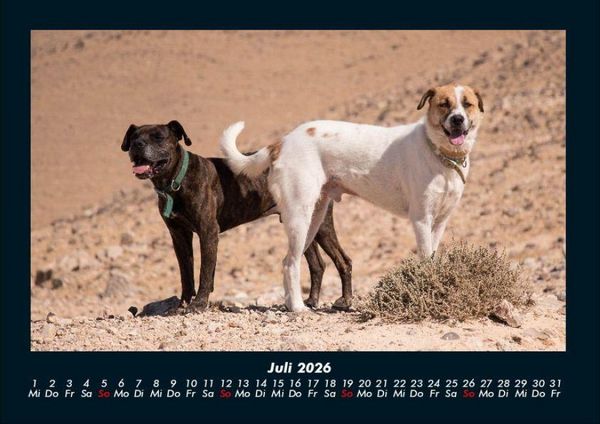 Produktbild: Hunde 2026 Fotokalender DIN A4