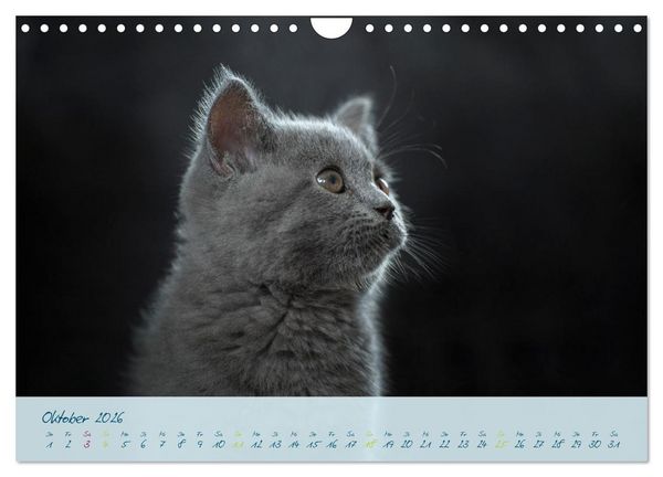 Produktbild: Ein kleiner Kater entdeckt die Welt! (Wandkalender 2026 DIN A4 quer), CALVENDO Monatskalender