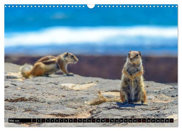 Produktbild: Fuerteventura - Hart am Wind (Wandkalender 2026 DIN A3 quer), CALVENDO Monatskalender