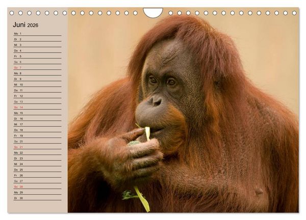 Produktbild: Orang-Utans (Wandkalender 2026 DIN A4 quer), CALVENDO Monatskalender