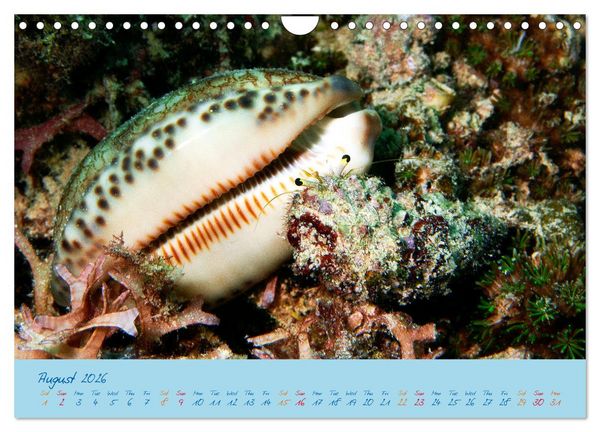 Produktbild: Sea Slugs - Little Wonders - Pure Beauties (Wall Calendar 2026 DIN A4 landscape), CALVENDO 12 Month Wall Calendar