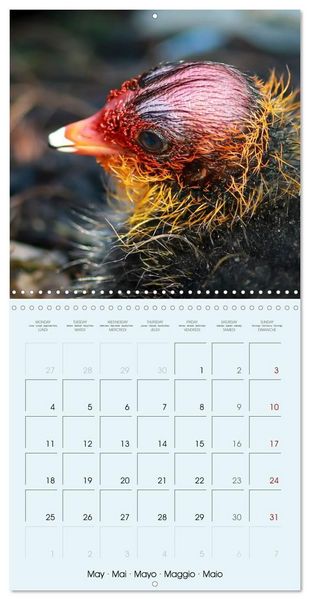 Produktbild: Les oiseaux du lac L&eacute;man (Calendrier mural carr&eacute; 2026 30x30 cm) Calendrier double avec une page pour vos prises de notes