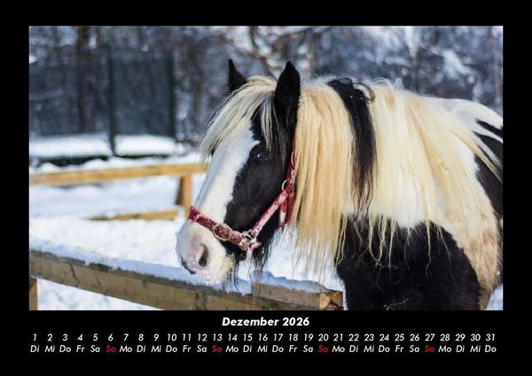 Produktbild: Die Welt der Pferde 2026 Fotokalender DIN A3