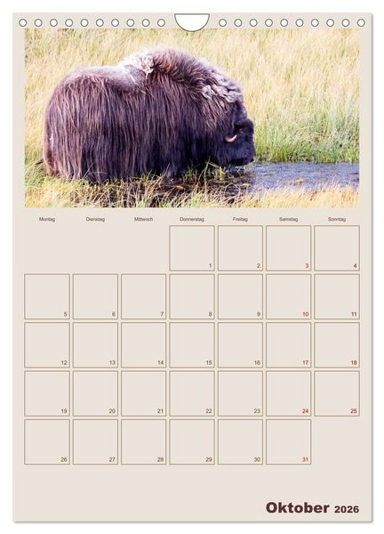 Produktbild: Moschusochsen - Norwegens gem&uuml;tliche Riesen (Wandkalender 2026 DIN A4 hoch), CALVENDO Monatskalender