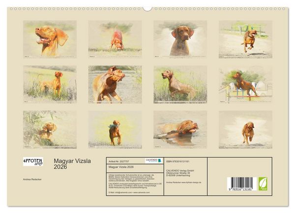 Produktbild: Magyar Vizsla 2026 (hochwertiger Premium Wandkalender 2026 DIN A2 quer), Kunstdruck in Hochglanz