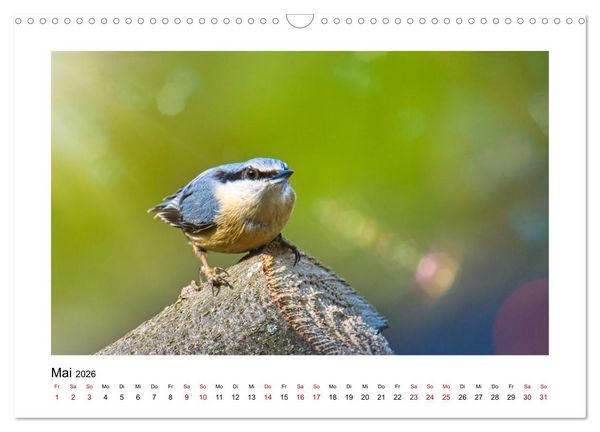 Produktbild: Flinke Kleiber (Wandkalender 2026 DIN A3 quer), CALVENDO Monatskalender