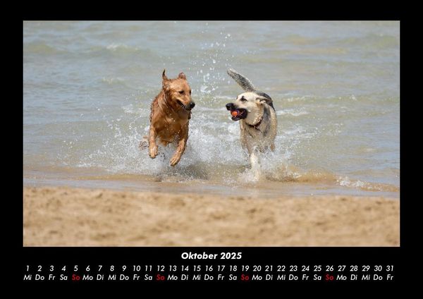 Produktbild: Der Hundekalender 2025 Fotokalender DIN A3