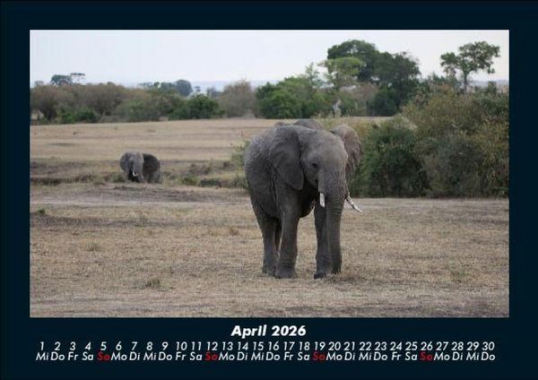 Produktbild: Elefanten 2026 Fotokalender DIN A5