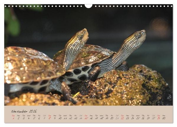 Produktbild: Turtles and Tortoise / UK-Version (Wall Calendar 2026 DIN A3 landscape), CALVENDO 12 Month Wall Calendar