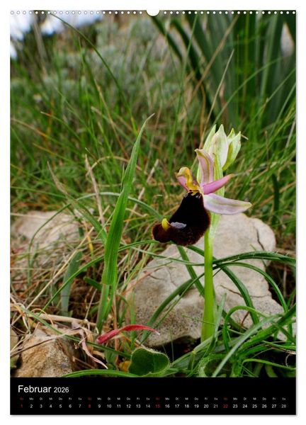 Produktbild: Orchideen in S&uuml;deuropa (hochwertiger Premium Wandkalender 2026 DIN A2 hoch), Kunstdruck in Hochglanz