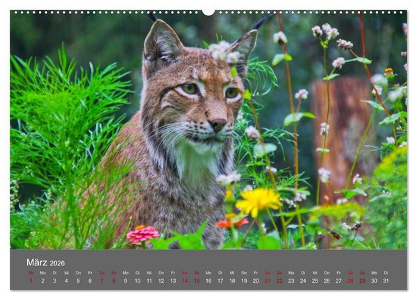 Produktbild: Der Luchs - Hochbeinig, Pinselohren, Backenbart (Wandkalender 2026 DIN A2 quer), CALVENDO Monatskalender