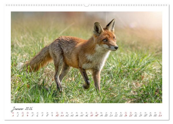 Produktbild: F&uuml;chse - zauberhafte Seelen (Wandkalender 2026 DIN A2 quer), CALVENDO Monatskalender
