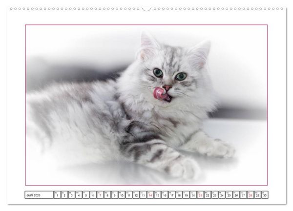 Produktbild: Katzen &ndash; Treue Begleiter (CH - Version) (hochwertiger Premium Wandkalender 2026 DIN A2 quer), Kunstdruck in Hochglanz