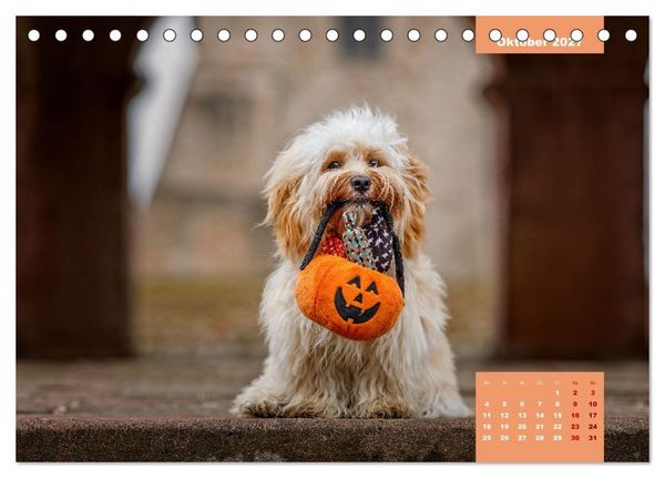 Produktbild: Rocket der Havaneser (Tischkalender 2027 DIN A5 quer), CALVENDO Monatskalender