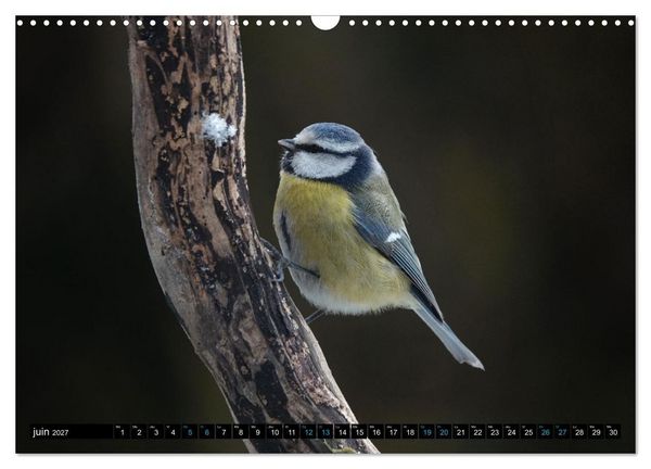 Produktbild: Mes anges bleus en &Icirc;le-de-France (Calendrier mural 2027 DIN A3 vertical), CALVENDO calendrier mensuel