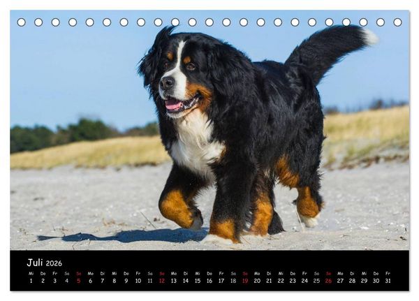 Produktbild: Berner Sennenhund 2026 (Tischkalender 2026 DIN A5 quer), CALVENDO Monatskalender