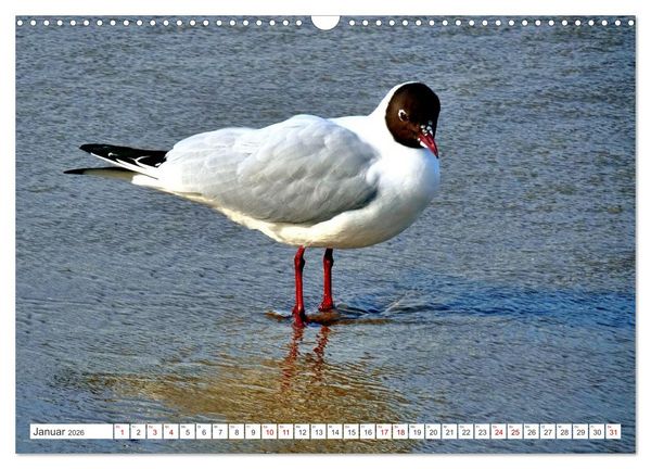 Produktbild: Lachm&ouml;wen an der Ostsee (Wandkalender 2026 DIN A3 quer), CALVENDO Monatskalender