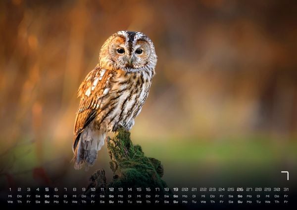 Produktbild: Waldtiere - Heimische Waldbewohner - Der Tierkalender - 2026 - Kalender DIN A2
