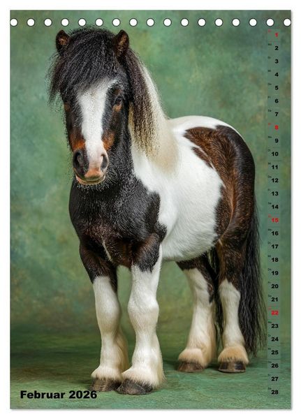 Produktbild: Das Leben ist ein Ponyhof - Zwergponys im Studiolicht (Tischkalender 2026 DIN A5 hoch), CALVENDO Monatskalender