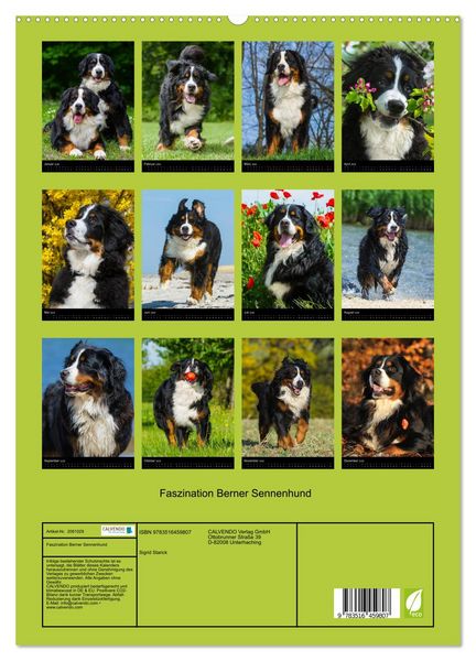 Produktbild: Faszination Berner Sennenhund (hochwertiger Premium Wandkalender 2026 DIN A2 hoch), Kunstdruck in Hochglanz
