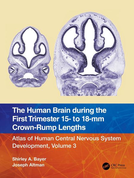 Produktbild: The Human Brain during the First Trimester 15- to 18-mm Crown-Rump Lengths