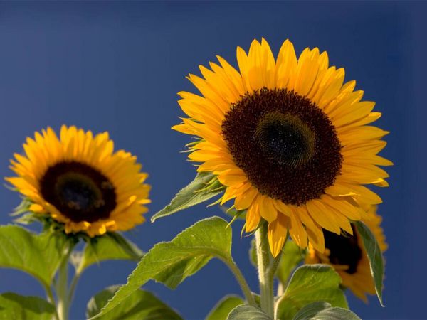 Produktbild: CALVENDO Puzzle Sonnenblumen | 1000 Teile Lege-Gr&ouml;&szlig;e 64x48cm Foto-Puzzle f&uuml;r gl&uuml;ckliche Stunden