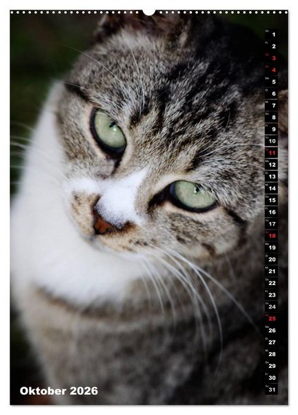 Produktbild: Istanbuls Katzen (hochwertiger Premium Wandkalender 2026 DIN A2 hoch), Kunstdruck in Hochglanz