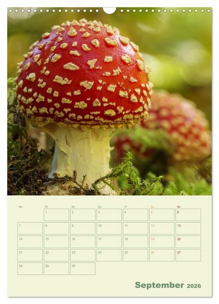 Produktbild: Waldmomente (Wandkalender 2026 DIN A3 hoch), CALVENDO Monatskalender