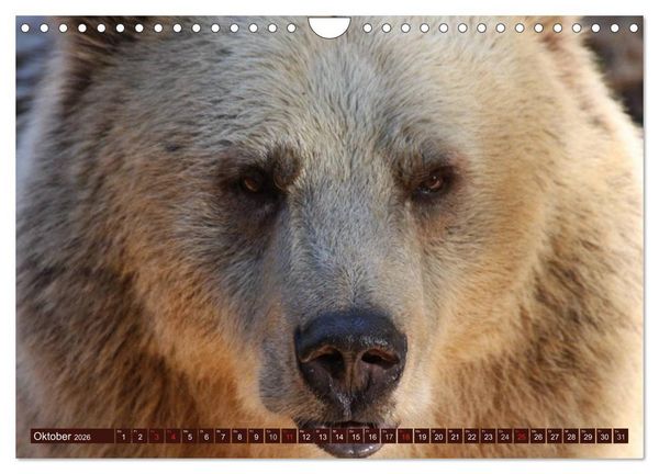 Produktbild: B&auml;ren (Wandkalender 2026 DIN A4 quer), CALVENDO Monatskalender