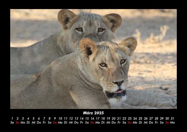 Produktbild: L&ouml;wen in der Wildnis 2025 Fotokalender DIN A3