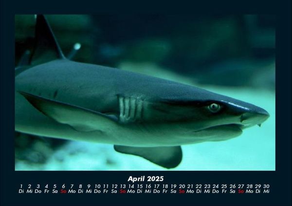 Produktbild: Sehnsucht nach Meer 2025 Fotokalender DIN A4