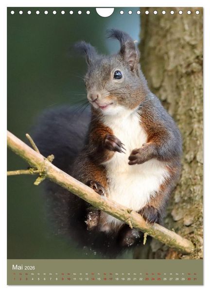 Produktbild: Eichh&ouml;rnchen - zauberhafte Waldbewohner (Wandkalender 2026 DIN A4 hoch), CALVENDO Monatskalender