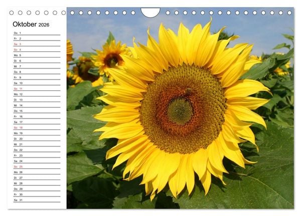 Produktbild: Sonnenblumen Impressionen (Wandkalender 2026 DIN A4 quer), CALVENDO Monatskalender