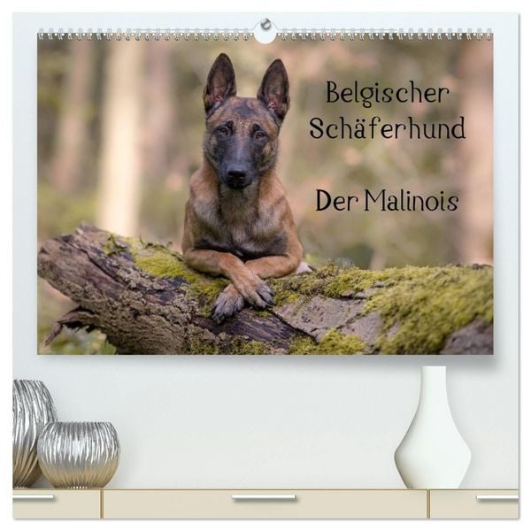 Produktbild: Belgischer Sch&auml;ferhund - Der Malinois (hochwertiger Premium Wandkalender 2027 DIN A2 quer), Kunstdruck in Hochglanz