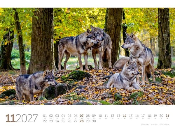 Produktbild: Tierwelt Wald Kalender 2027