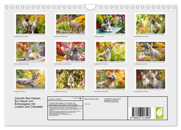 Produktbild: Cornish Rex Katzen. Ein Hauch von Extravaganz mit Locken und Charakter (Wandkalender 2026 DIN A4 quer), CALVENDO Monatskalender