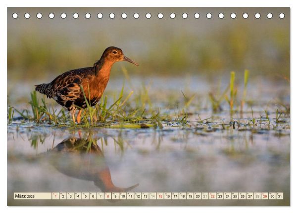Produktbild: Niedersachsens Natur (Tischkalender 2026 DIN A5 quer), CALVENDO Monatskalender