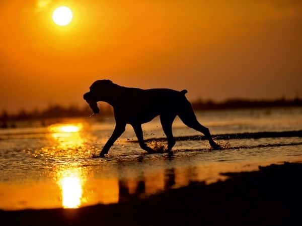 Produktbild: CALVENDO Puzzle Boxer im Sonnenuntergang | 1000 Teile Lege-Gr&ouml;&szlig;e 64 &times; 48 cm Foto-Puzzle f&uuml;r gl&uuml;ckliche Stunden