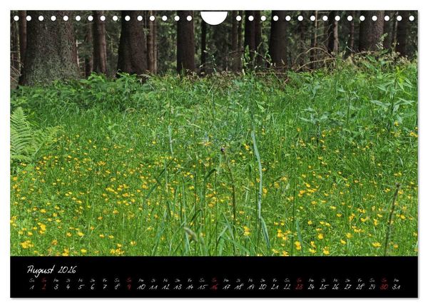Produktbild: Wald (Wandkalender 2026 DIN A4 quer), CALVENDO Monatskalender