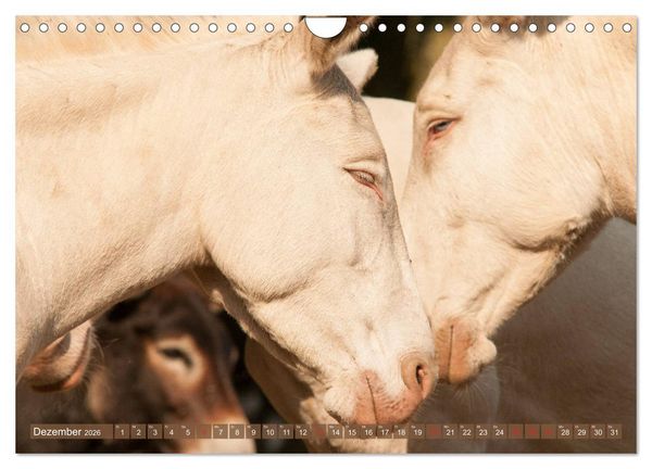Produktbild: Lichtbringer - &Ouml;sterreichisch-Ungarische Barockesel (Wandkalender 2026 DIN A4 quer), CALVENDO Monatskalender