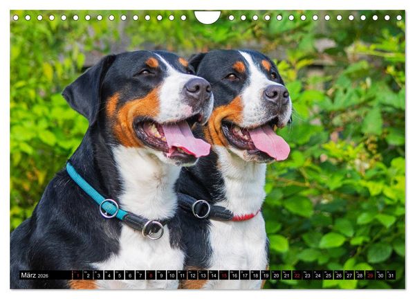 Produktbild: Ein Hund zum Verlieben - Gro&szlig;er Schweizer Sennenhund (Wandkalender 2026 DIN A4 quer), CALVENDO Monatskalender